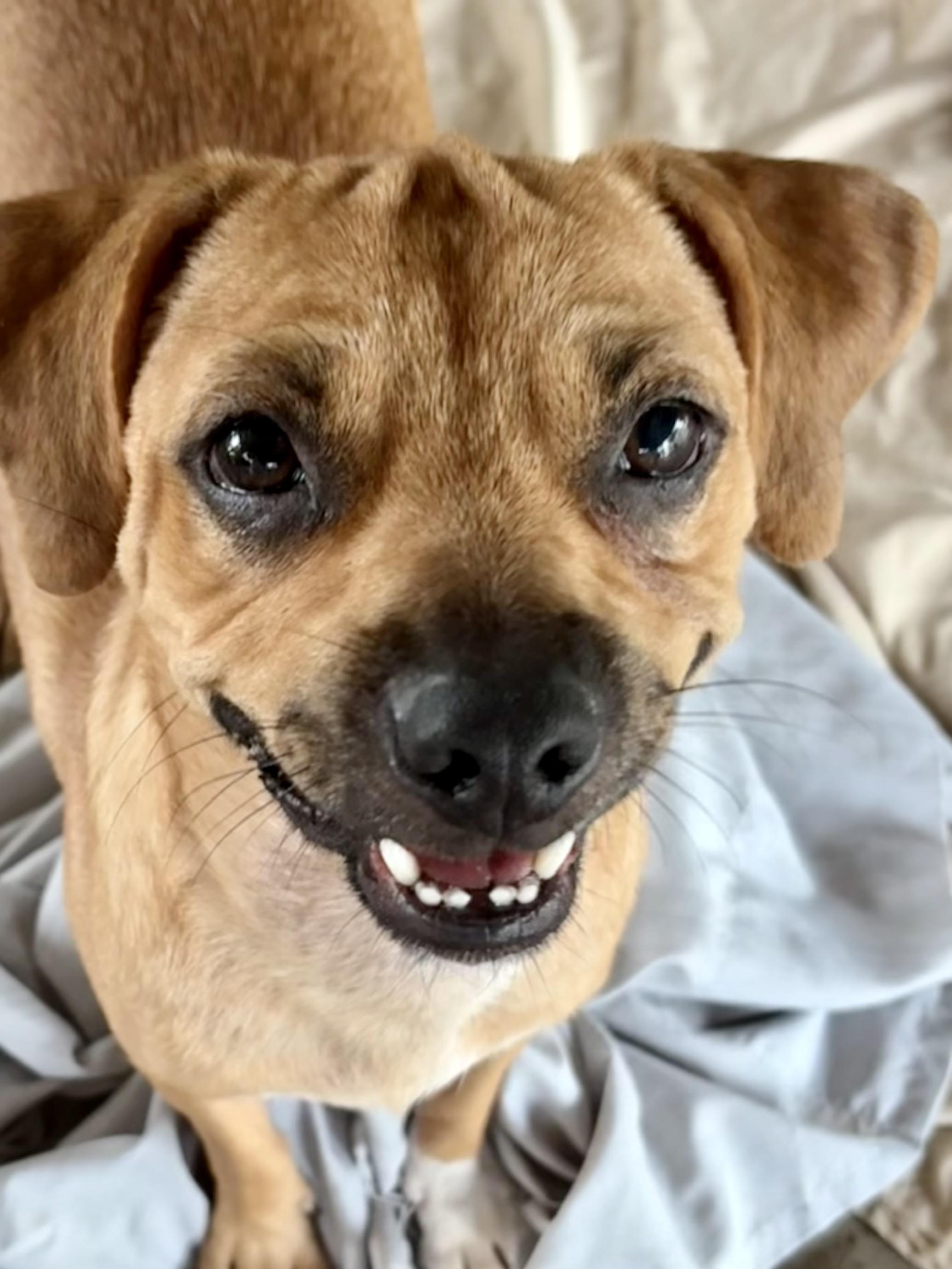 Enlarge Pugsy, a Adoptable mixed breed in Southaven , MS image 3/4