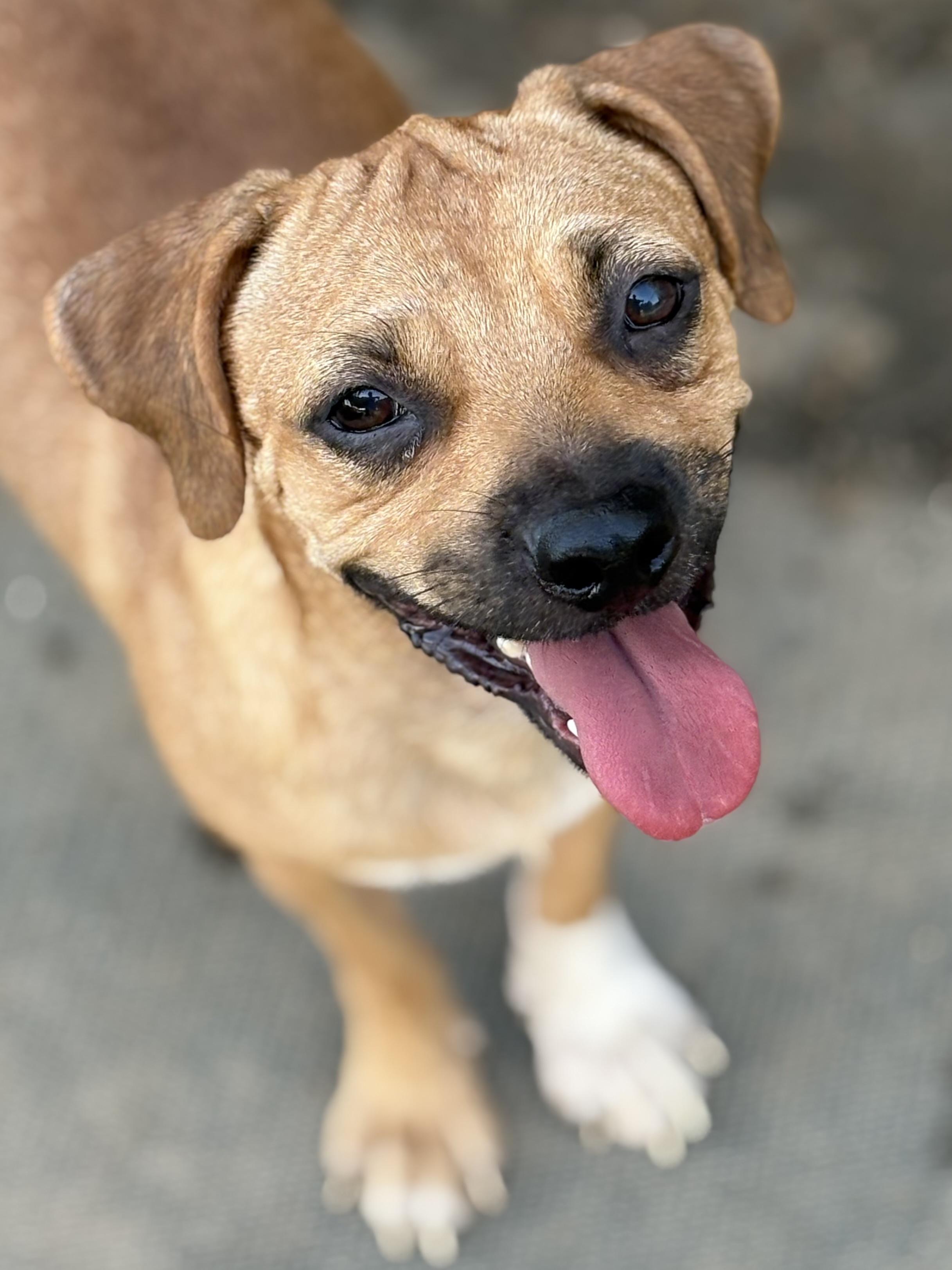 Enlarge Pugsy, a Adoptable mixed breed in Southaven , MS image 2/4