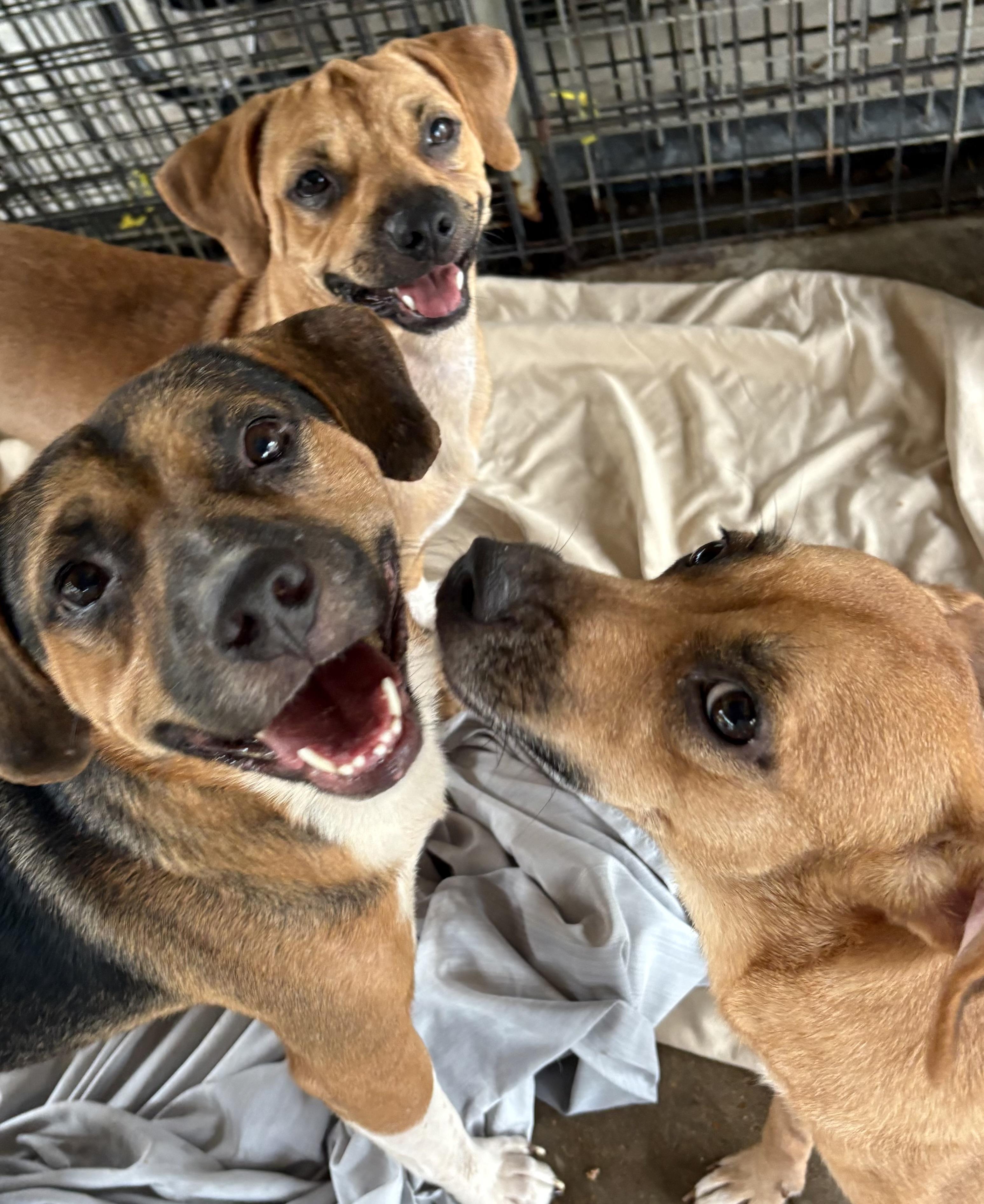Enlarge Pugsy, a Adoptable mixed breed in Southaven , MS image 1/4