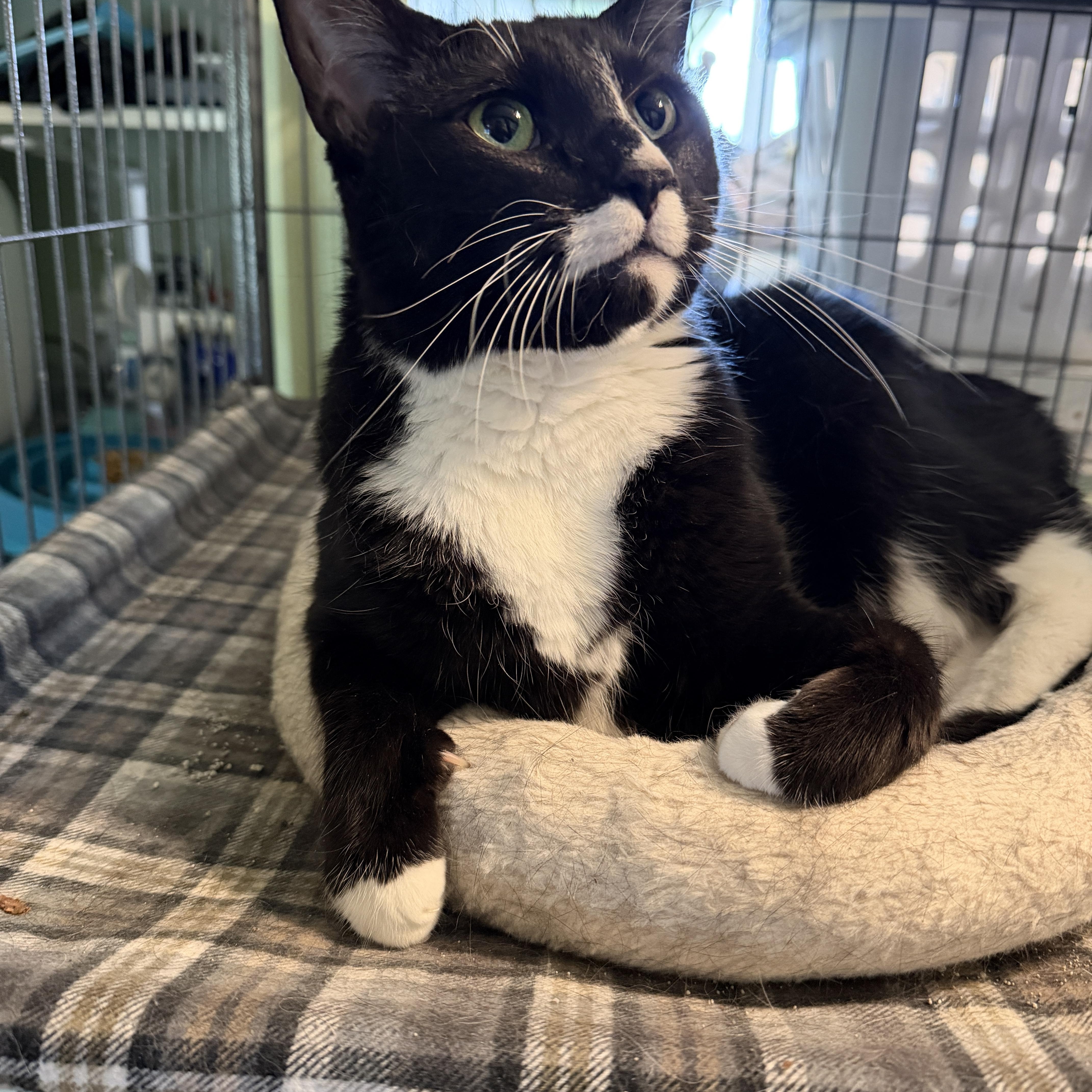 Monroe, Adoptable, Adult Male Domestic Short Hair.