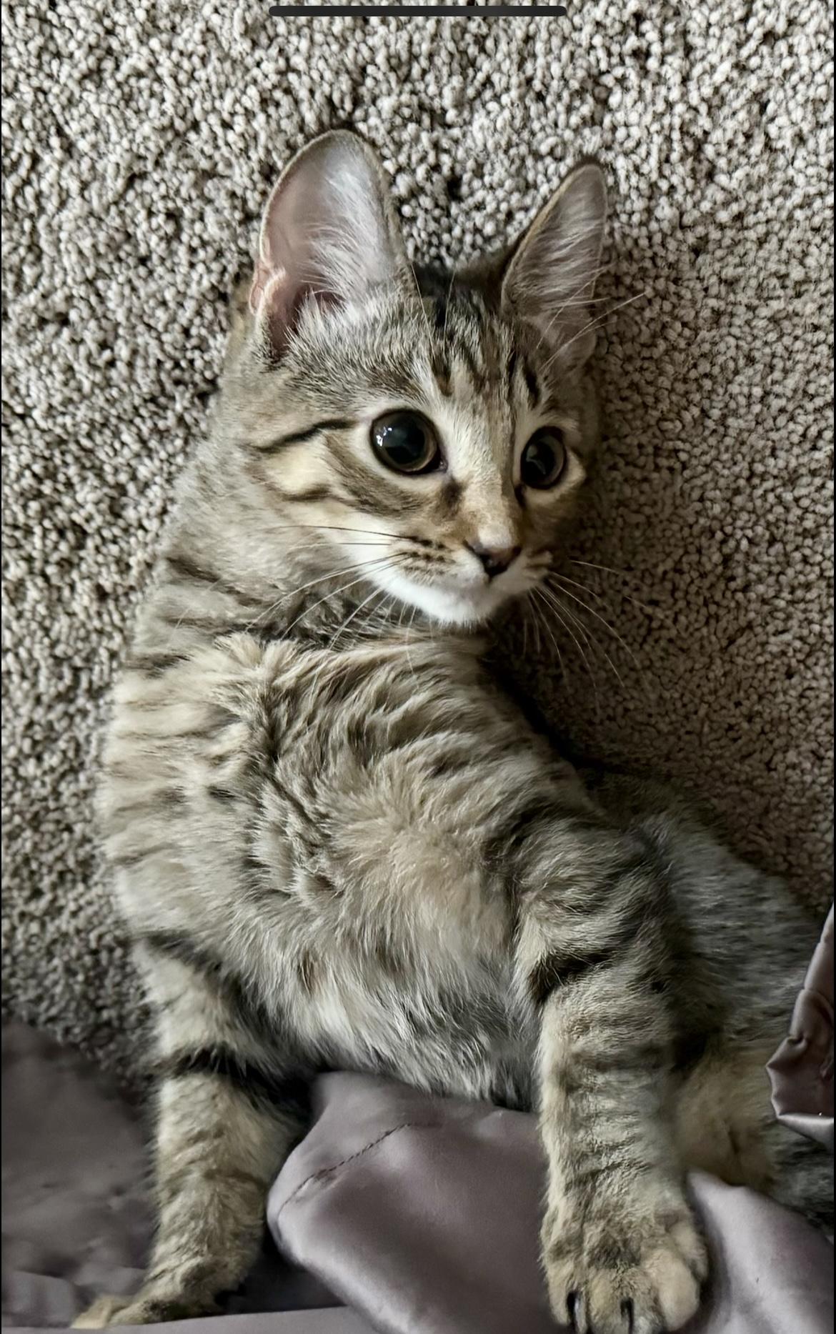 Enlarge Finleigh, a Adoptable Domestic Short Hair in Avon, OH image 3/5