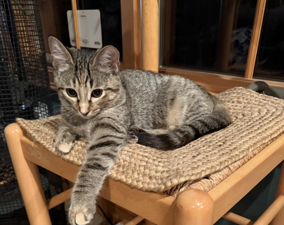 Enlarge Finleigh, a Adoptable Domestic Short Hair in Avon, OH image 4/5