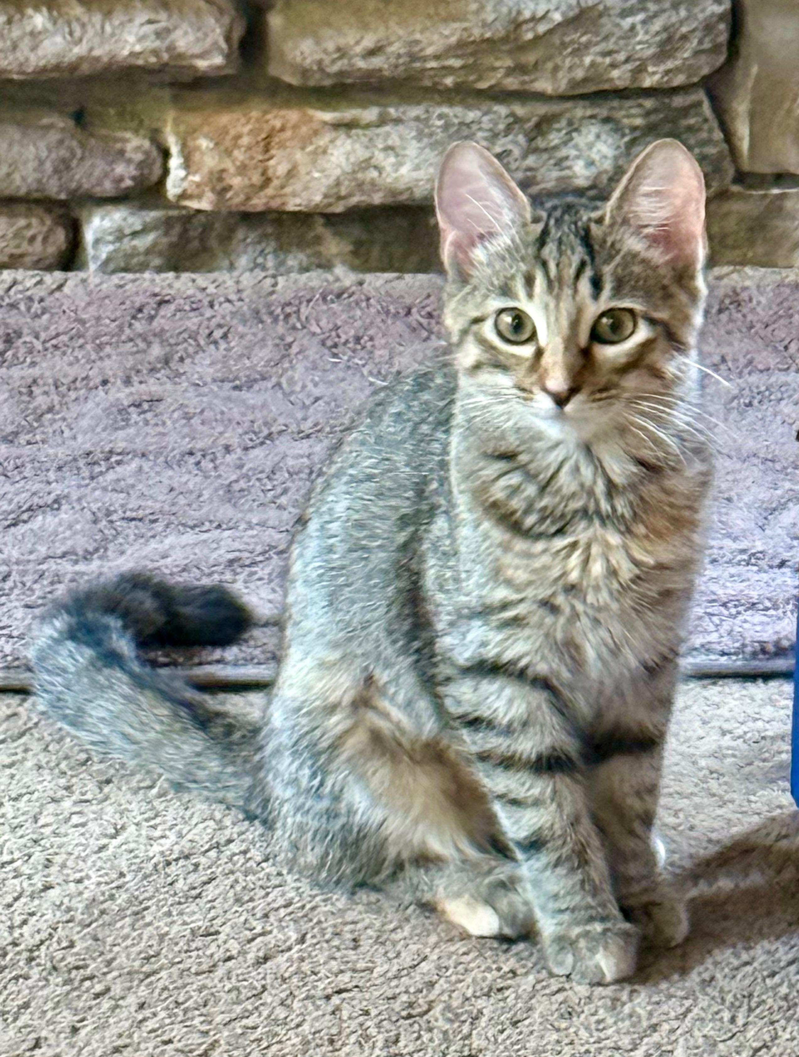 Enlarge Finleigh, a Adoptable Domestic Short Hair in Avon, OH image 1/5