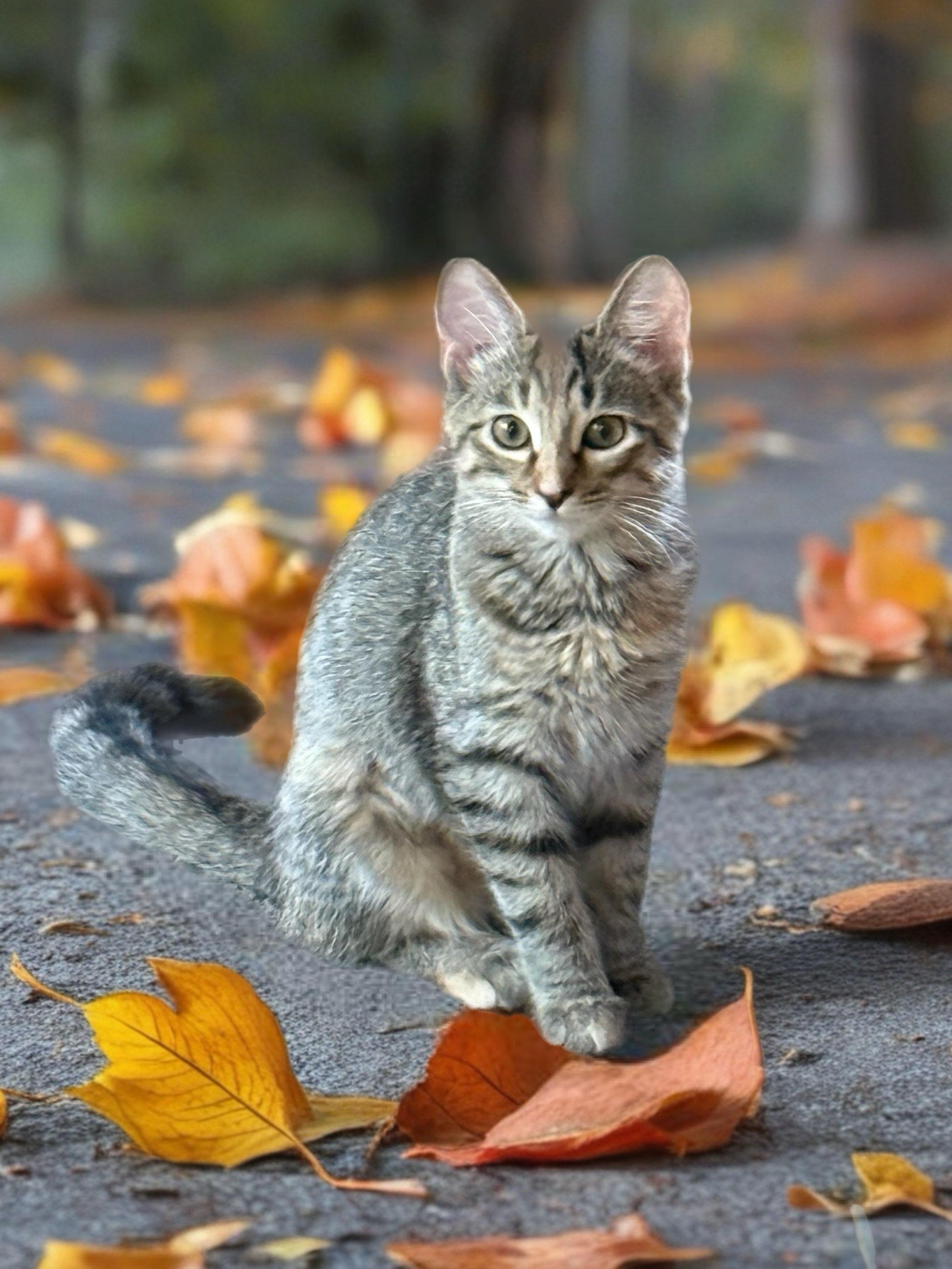 Enlarge Finleigh, a Adoptable Domestic Short Hair in Avon, OH image 5/5