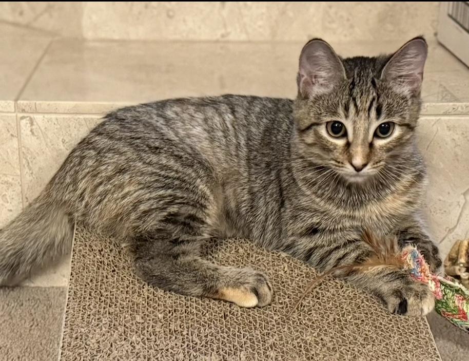 Enlarge Finleigh, a Adoptable Domestic Short Hair in Avon, OH image 2/5