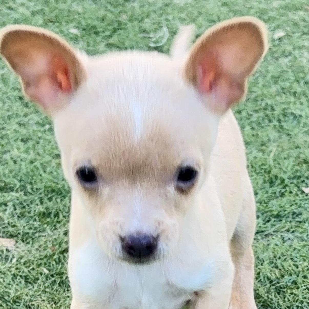 Enlarge Dot, a ADOPTABLE Chiweenie in Austin, TX image 1/5