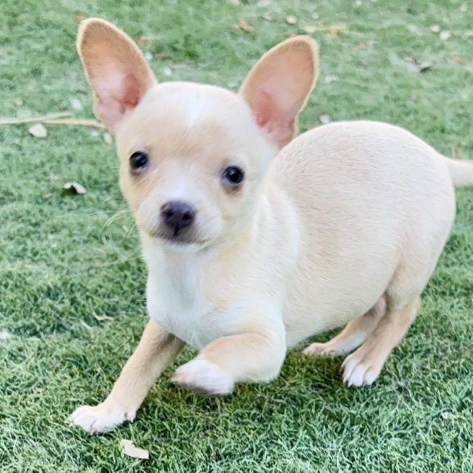 Enlarge Dot, a ADOPTABLE Chiweenie in Austin, TX image 5/5