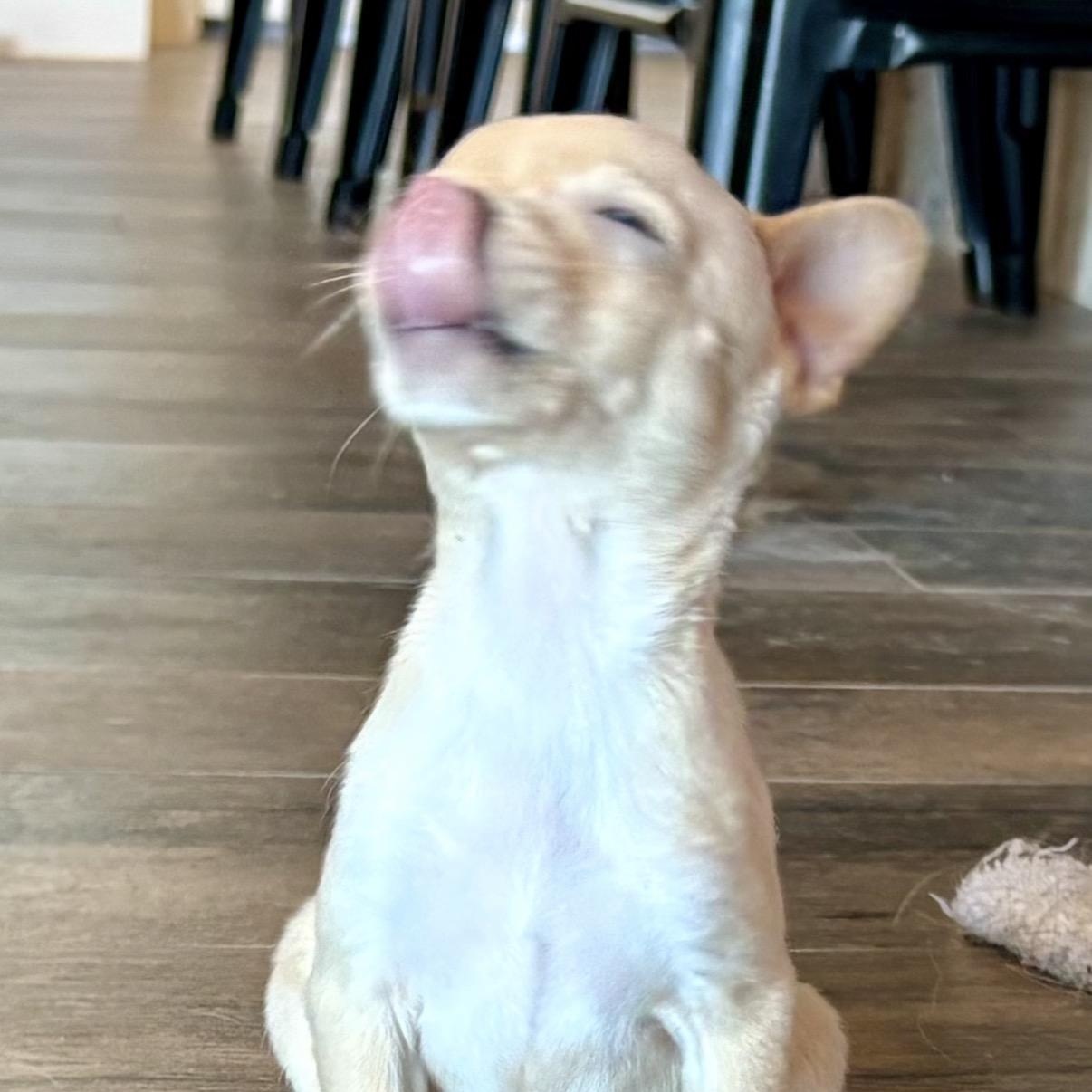 Enlarge Dot, a ADOPTABLE Chiweenie in Austin, TX image 4/5