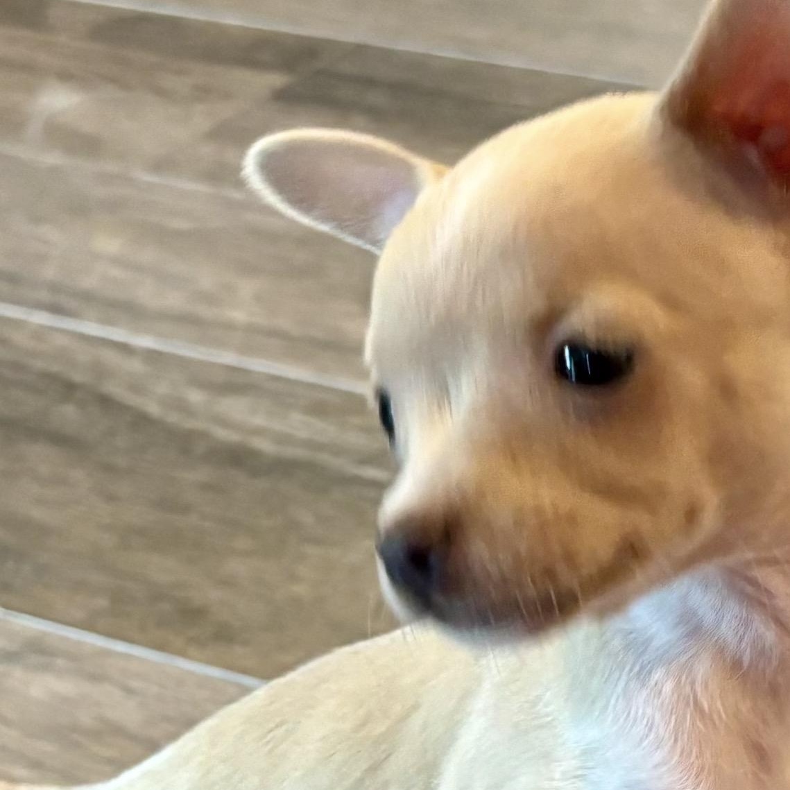 Enlarge Dot, a ADOPTABLE Chiweenie in Austin, TX image 3/5