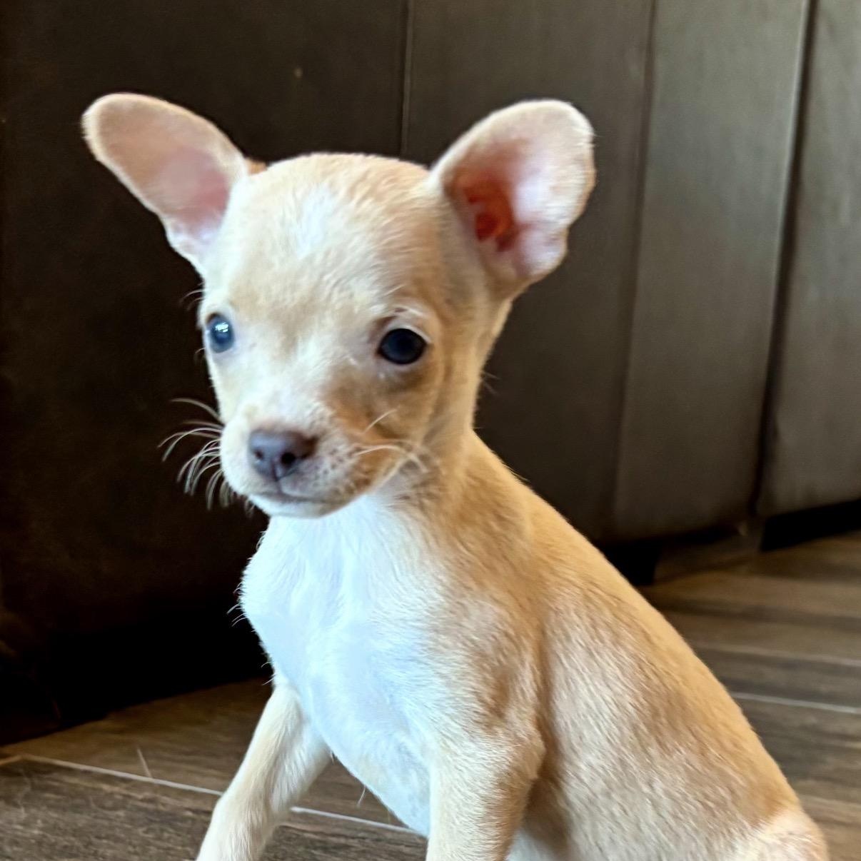 Enlarge Dot, a ADOPTABLE Chiweenie in Austin, TX image 2/5