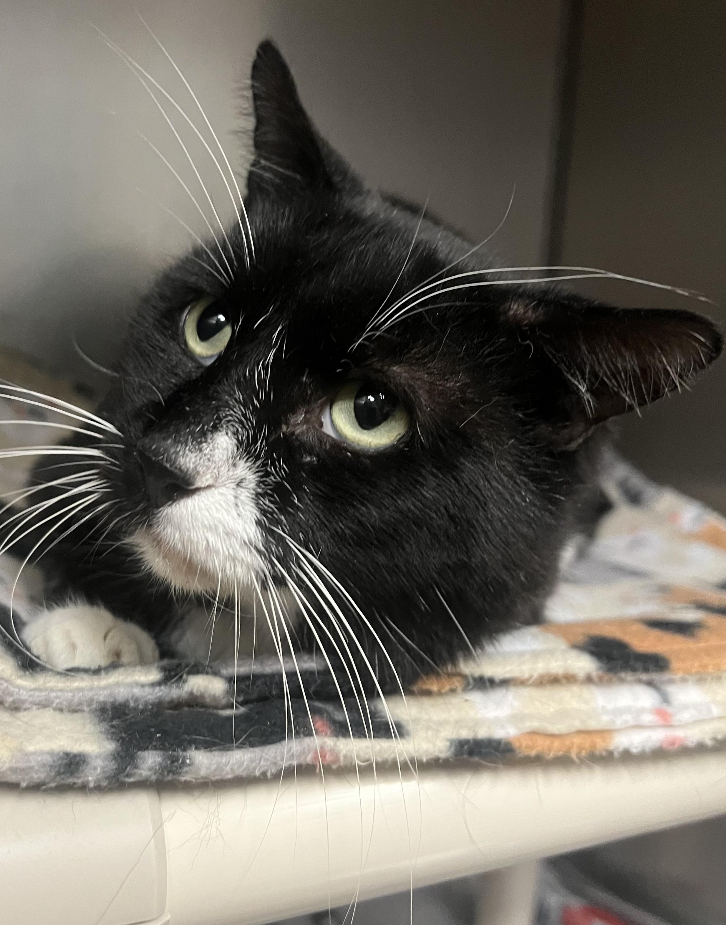 Perry, Adoptable, Adult Male Domestic Short Hair.