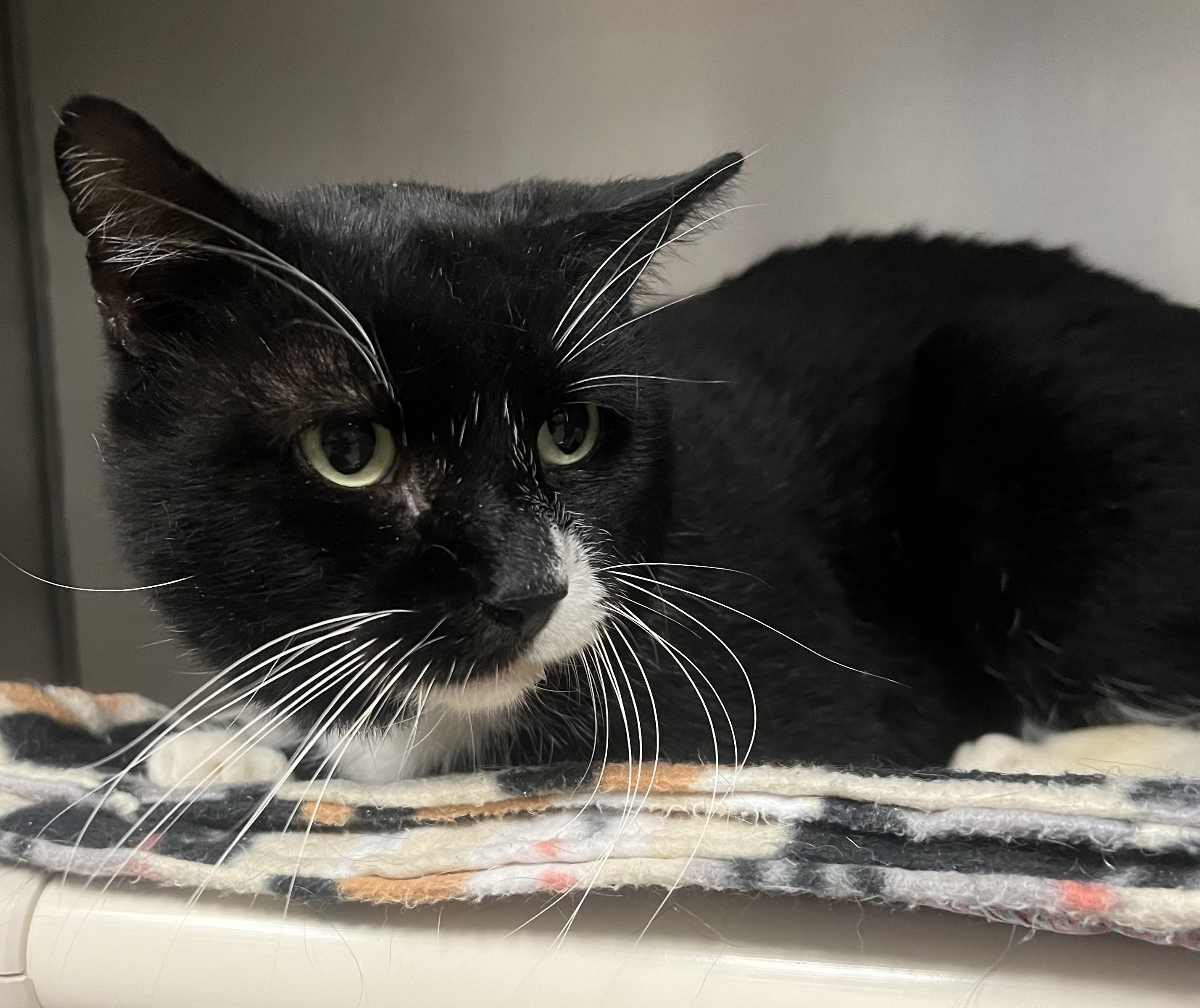 Enlarge Perry, a Adoptable Domestic Short Hair in Johnston, RI image 4/6