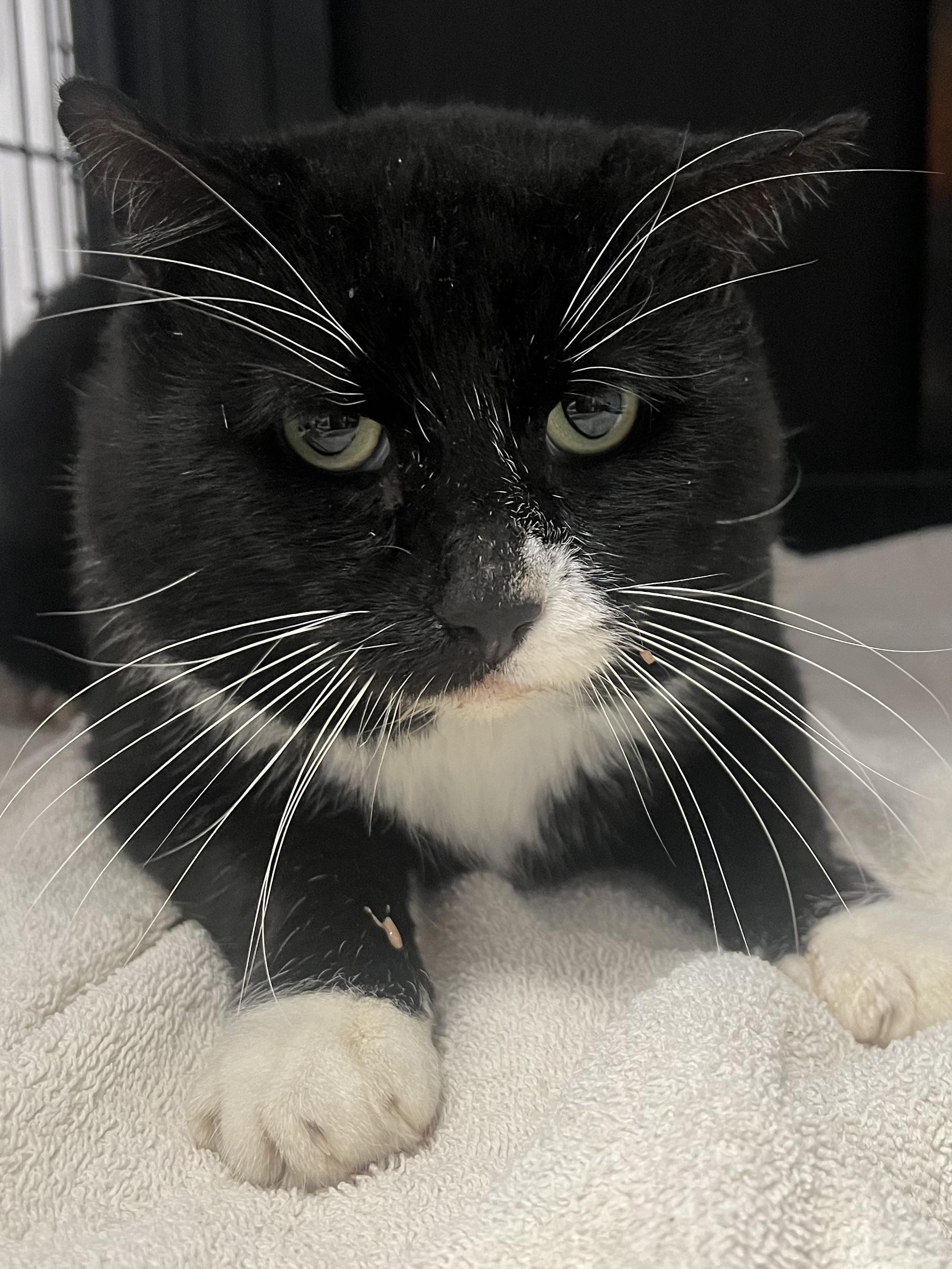 Enlarge Perry, a Adoptable Domestic Short Hair in Johnston, RI image 5/6