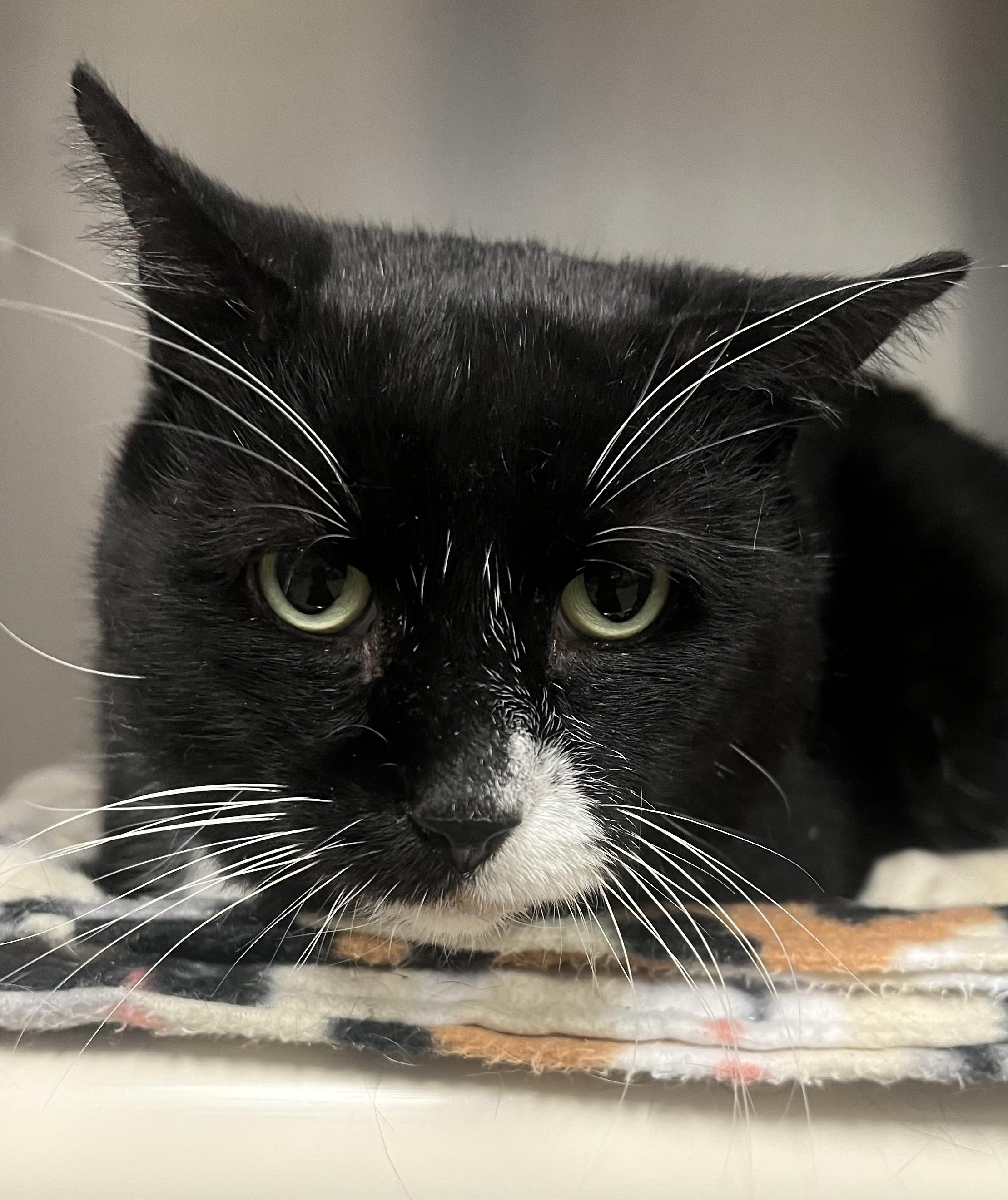 Enlarge Perry, a Adoptable Domestic Short Hair in Johnston, RI image 6/6