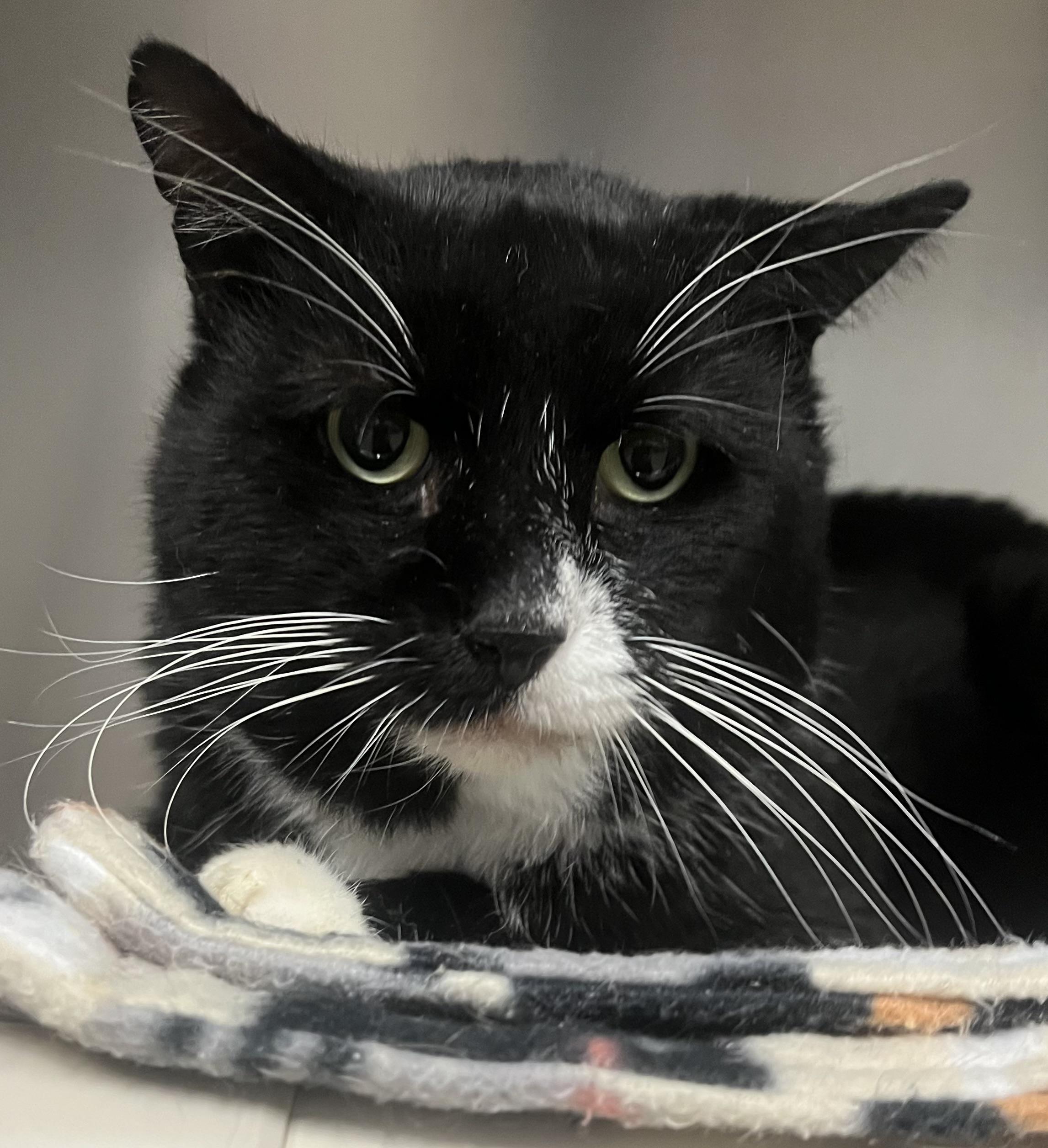 Enlarge Perry, a Adoptable Domestic Short Hair in Johnston, RI image 1/6