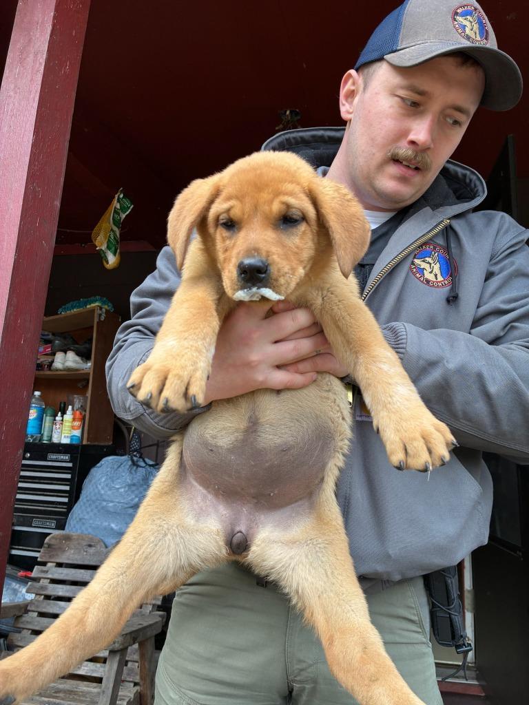 River-Adoptable, a Adoptable mixed breed in Chickamauga , GA image 1/2