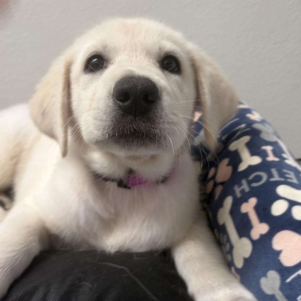 Enlarge Florence, a Adopted mixed breed in Washington, DC image 3/3