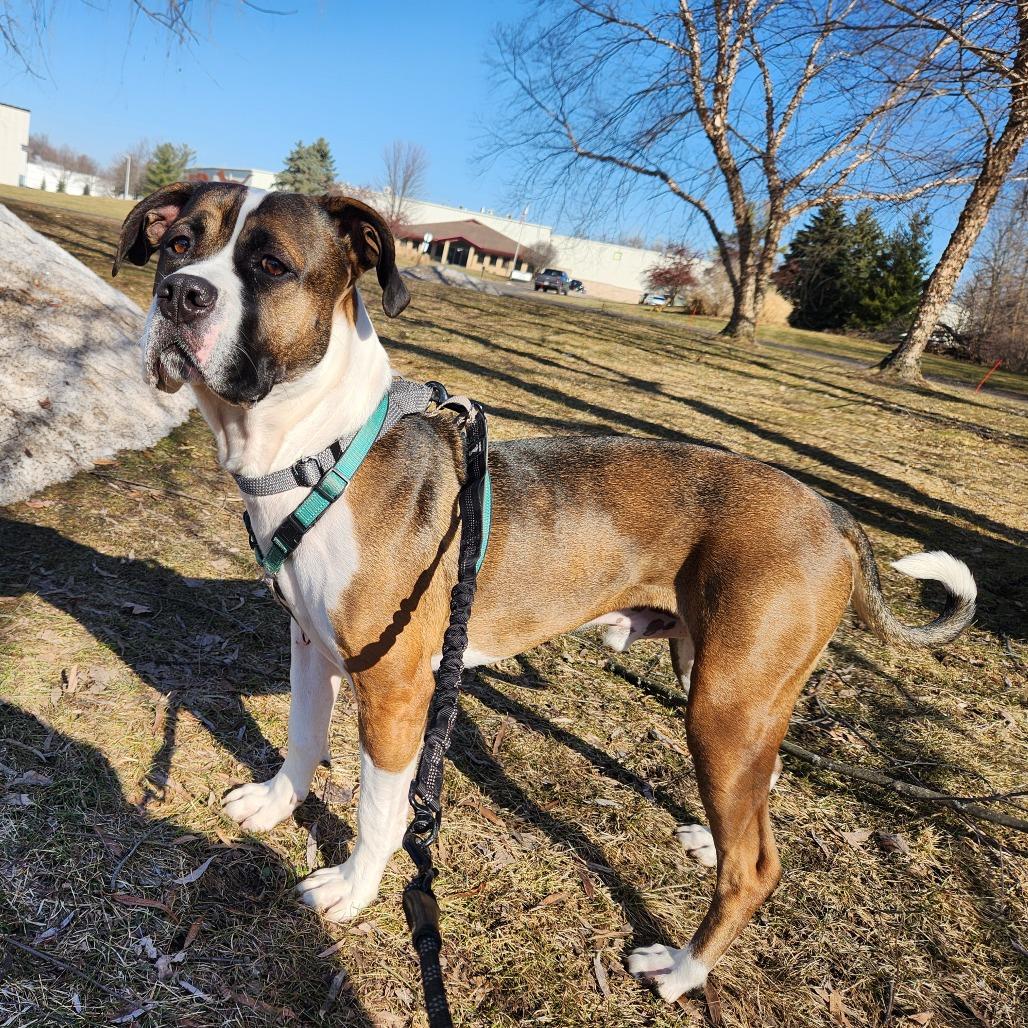 Buddy, Adoptable, Young Male Mixed Breed.