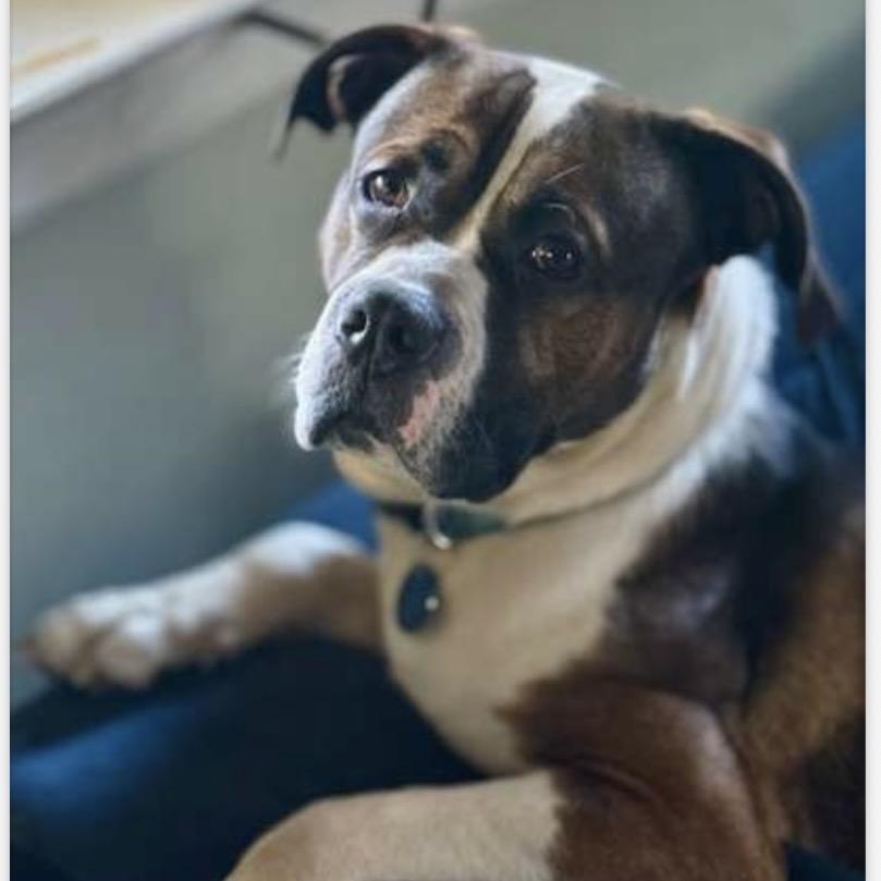 Enlarge Buddy, a Adoptable Mixed Breed in Grand Rapids, MI image 2/6