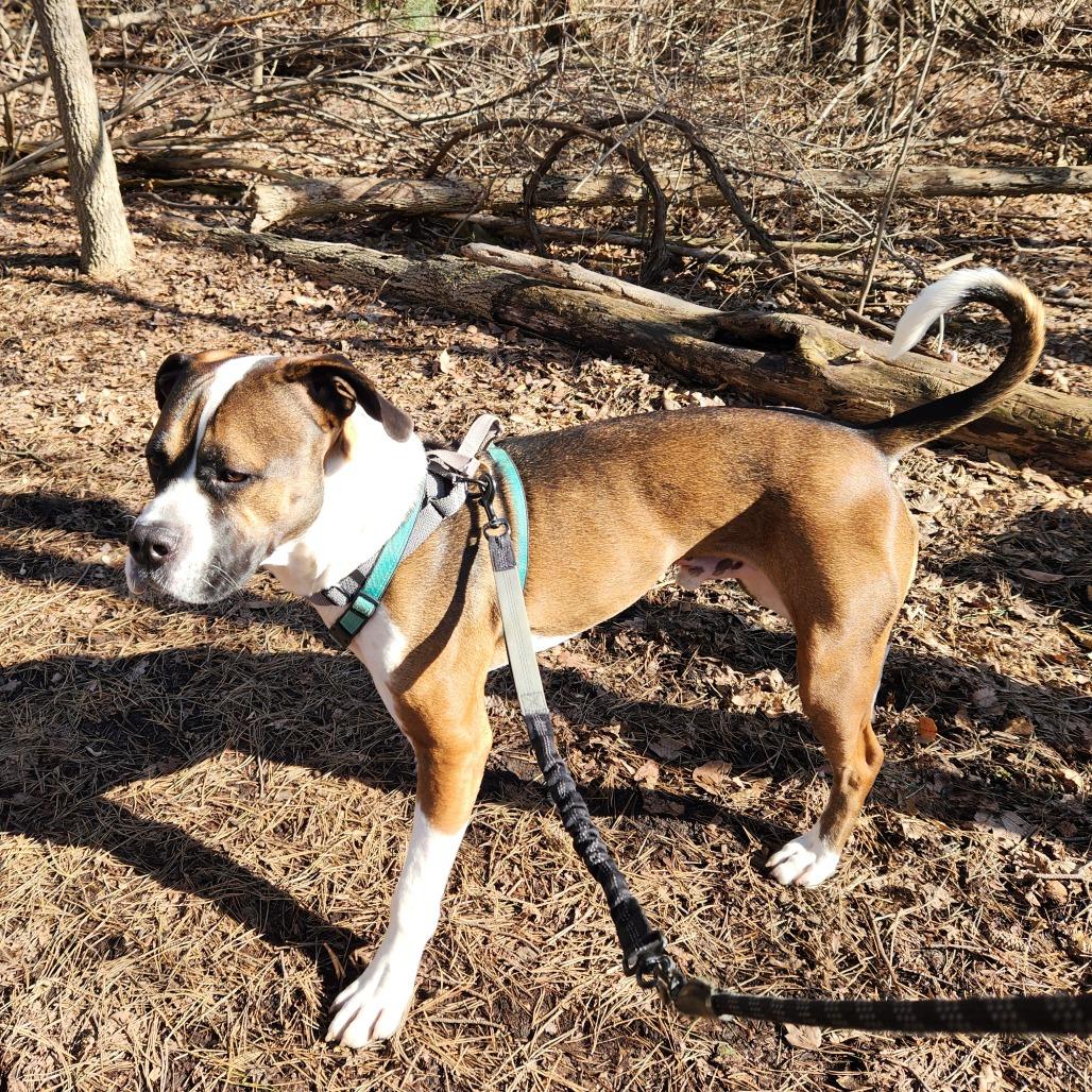 Enlarge Buddy, a Adoptable Mixed Breed in Grand Rapids, MI image 3/6