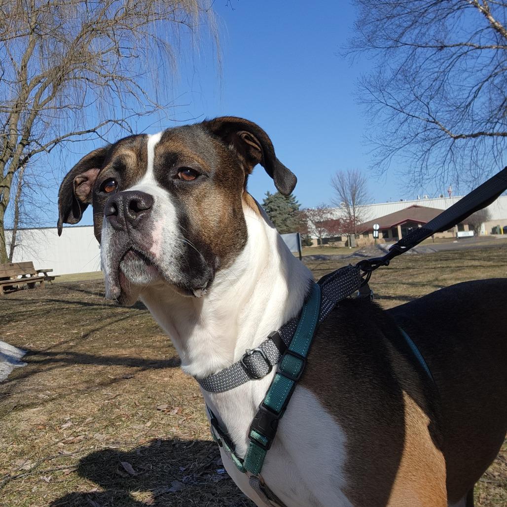 Enlarge Buddy, a Adoptable Mixed Breed in Grand Rapids, MI image 4/6