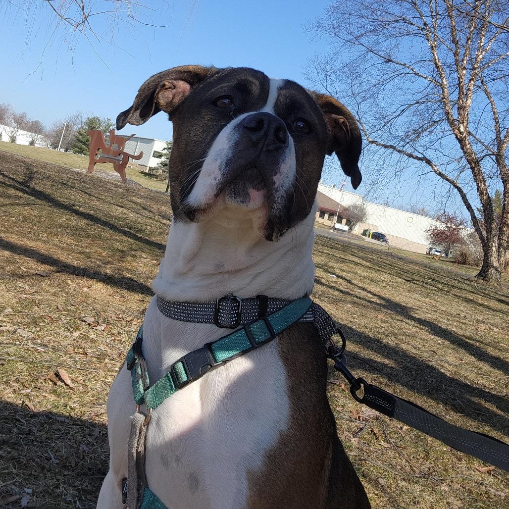 Enlarge Buddy, a Adoptable Mixed Breed in Grand Rapids, MI image 5/6