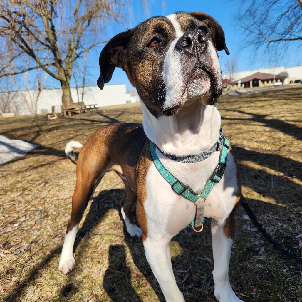 Enlarge Buddy, a Adoptable Mixed Breed in Grand Rapids, MI image 6/6
