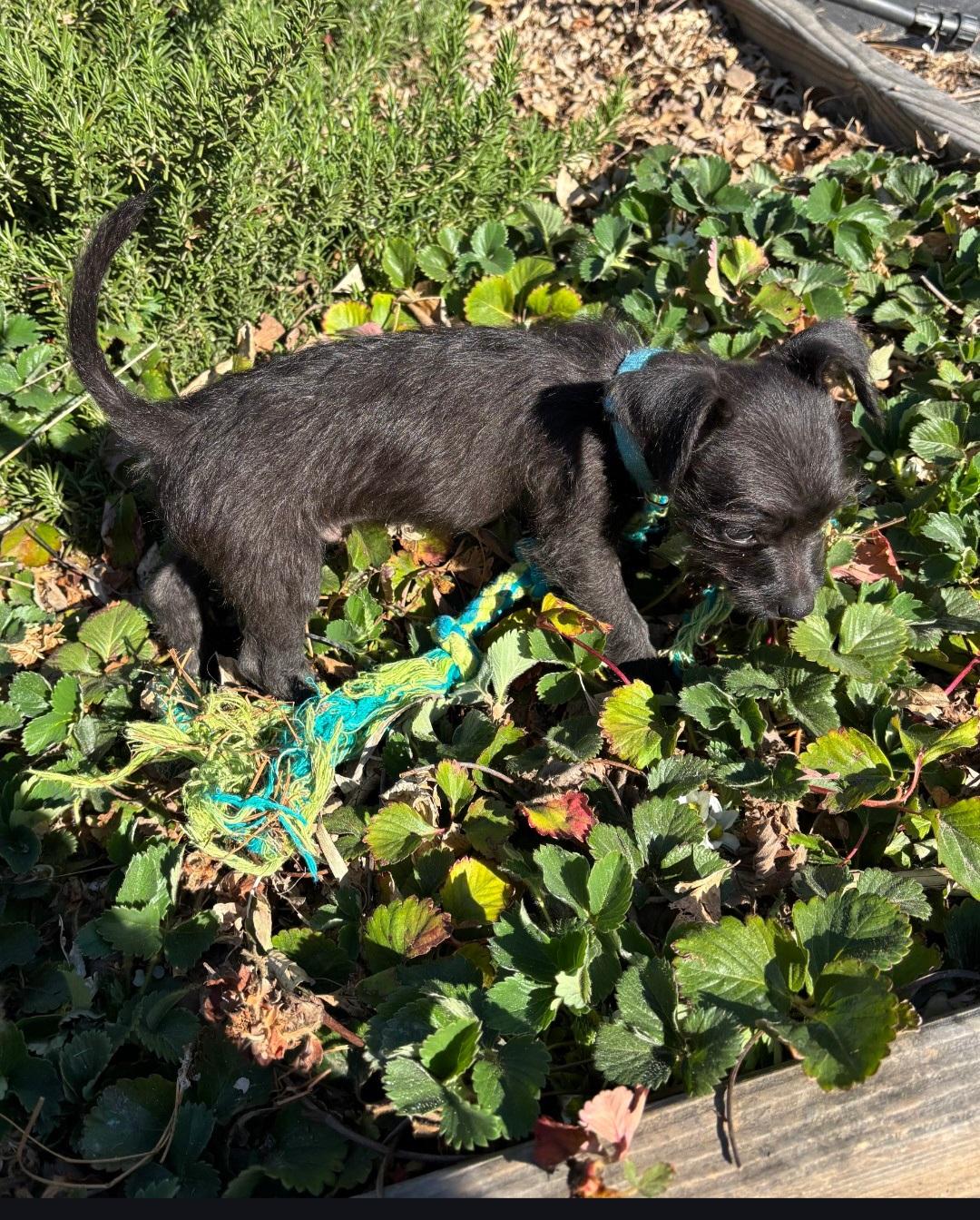 Baby , a ADOPTABLE mixed breed in Lancaster, CA image 1/3