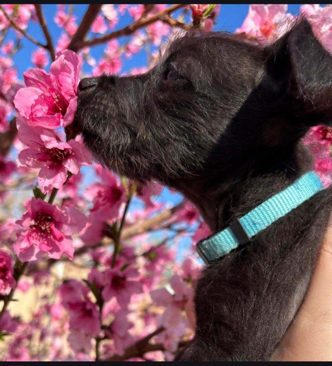 Baby , a ADOPTABLE mixed breed in Lancaster, CA image 3/3