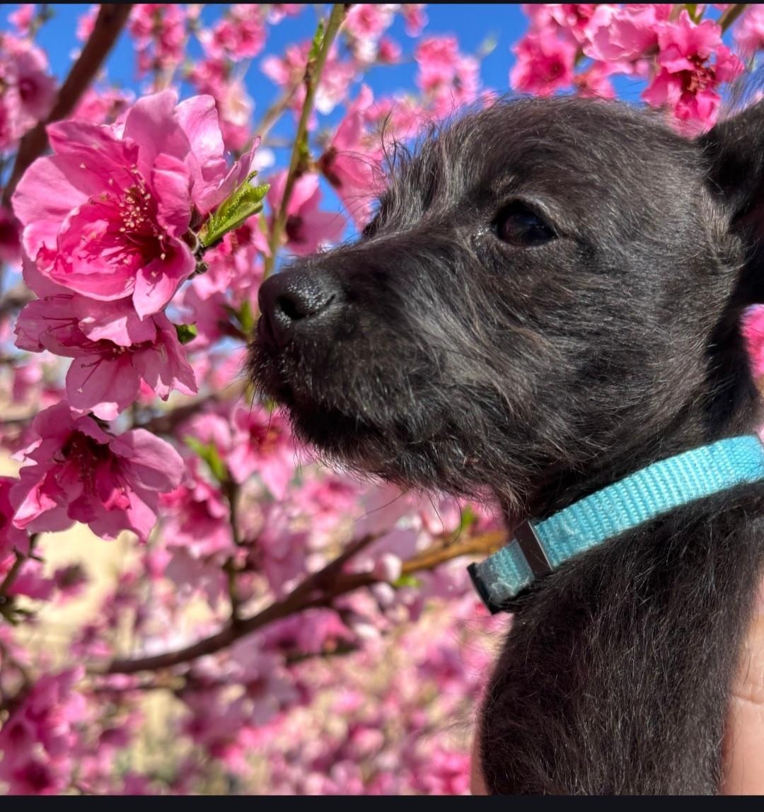 Baby , a ADOPTABLE mixed breed in Lancaster, CA image 2/3