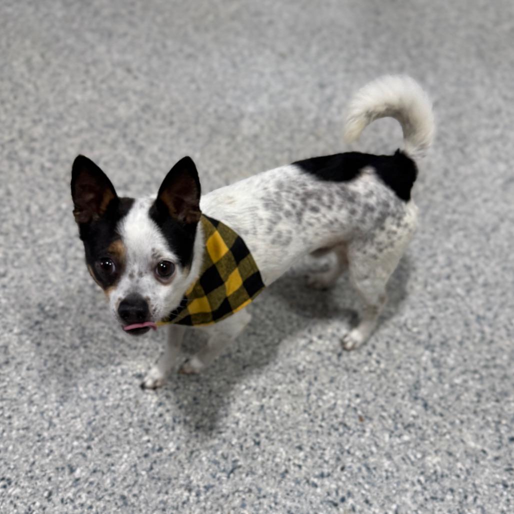 Cookie, Adoptable, Adult Male Chihuahua & Mixed Breed.