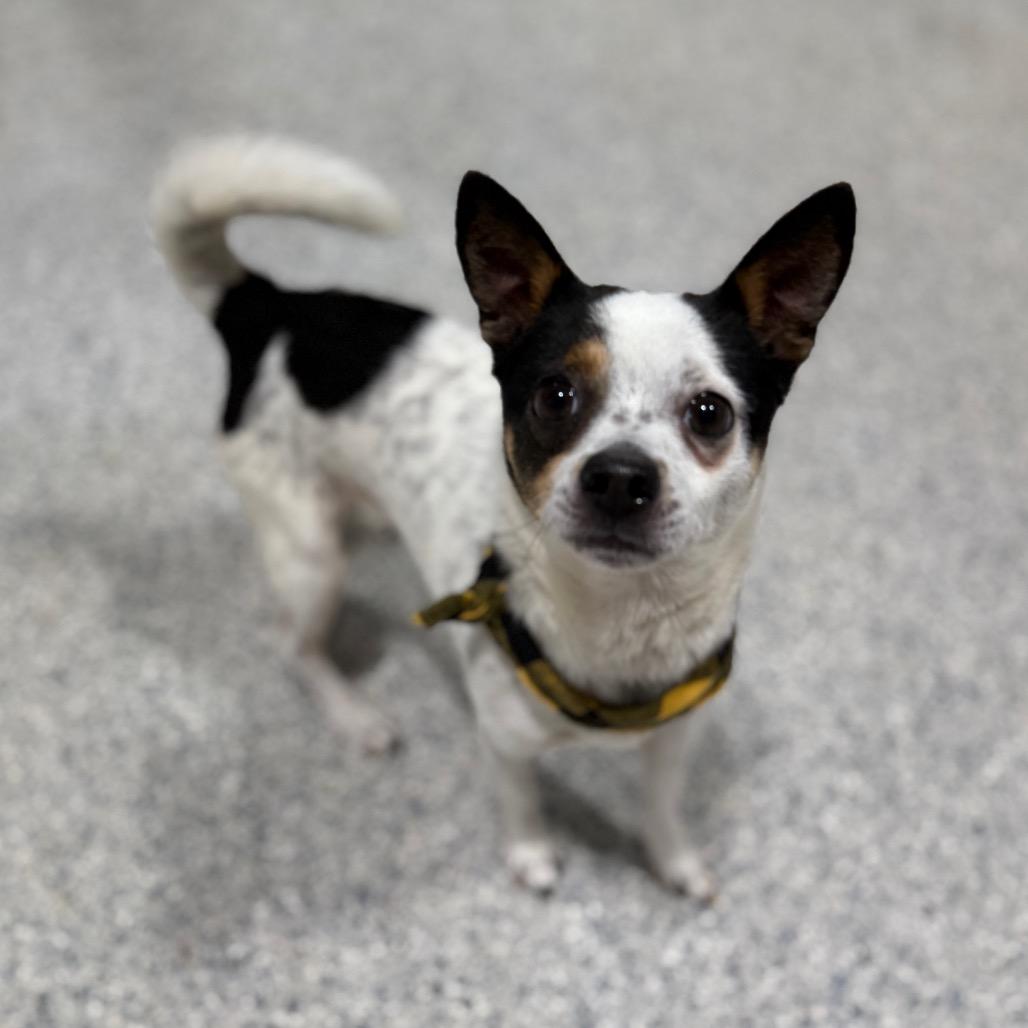 Enlarge Cookie, a Adoptable mixed breed in Newberg, OR image 2/6