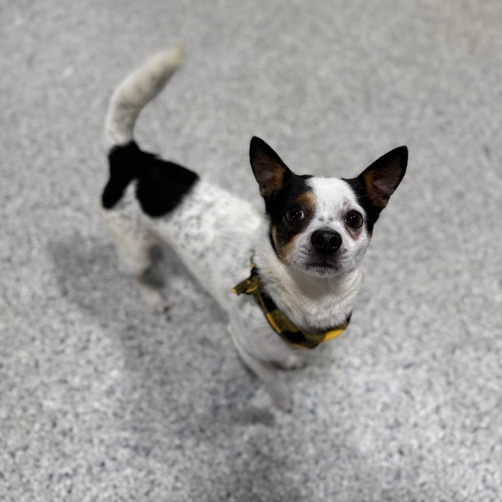Enlarge Cookie, a Adoptable mixed breed in Newberg, OR image 3/6
