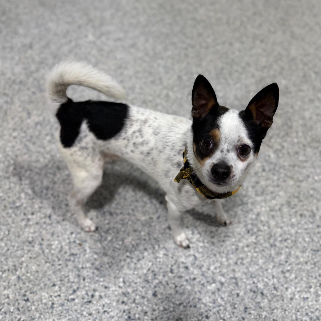 Enlarge Cookie, a Adoptable mixed breed in Newberg, OR image 4/6