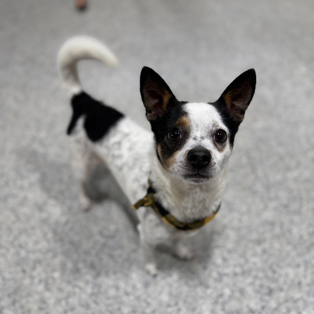 Enlarge Cookie, a Adoptable mixed breed in Newberg, OR image 5/6