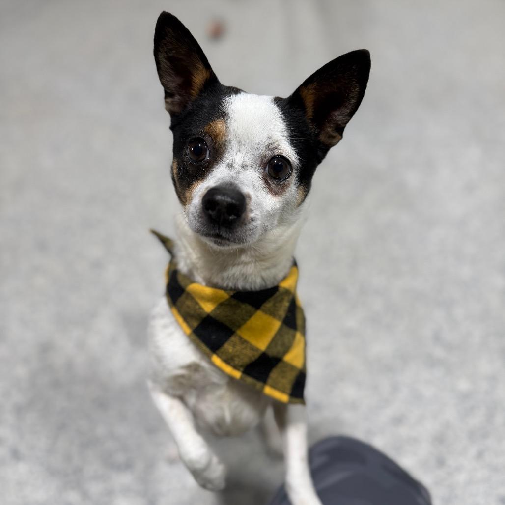 Enlarge Cookie, a Adoptable mixed breed in Newberg, OR image 6/6