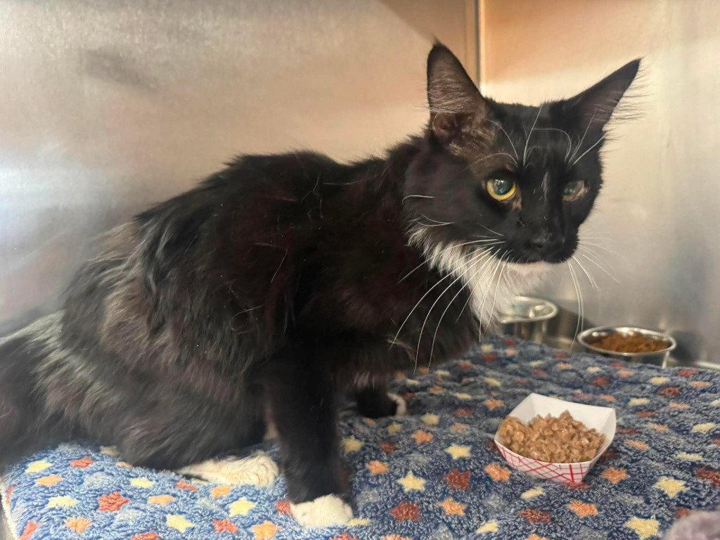 Bond James Bond, Adoptable, Adult Male Domestic Short Hair.