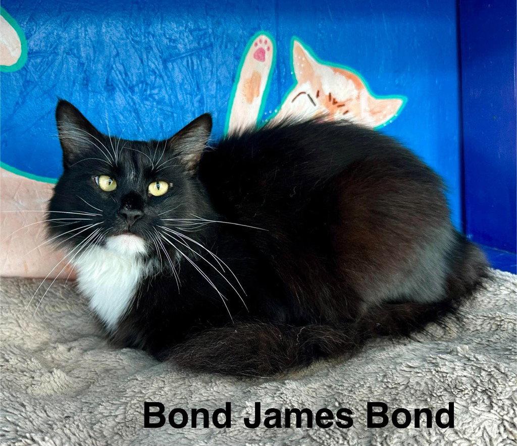 Bond James Bond, Adoptable, Adult Male Domestic Short Hair.