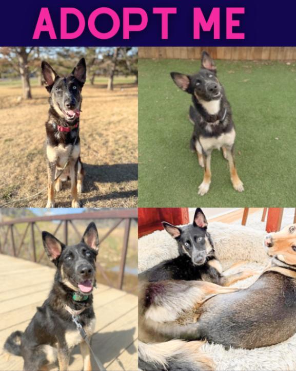 Enlarge Bria, a Adoptable mixed breed in Boulder, CO image 1/1