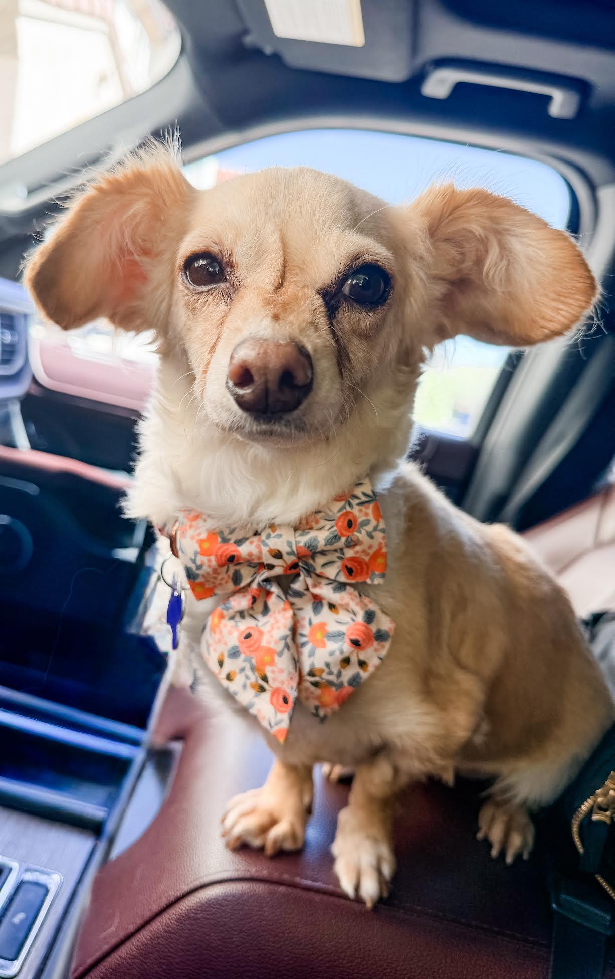 Cleo, a Adoptable mixed breed in Las Vegas, NV image 1/4