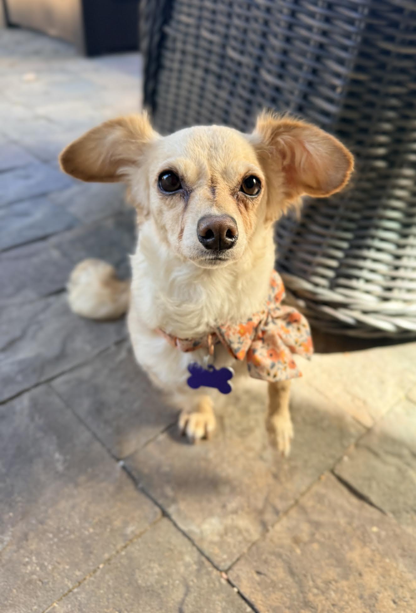 Cleo, a Adoptable mixed breed in Las Vegas, NV image 2/4