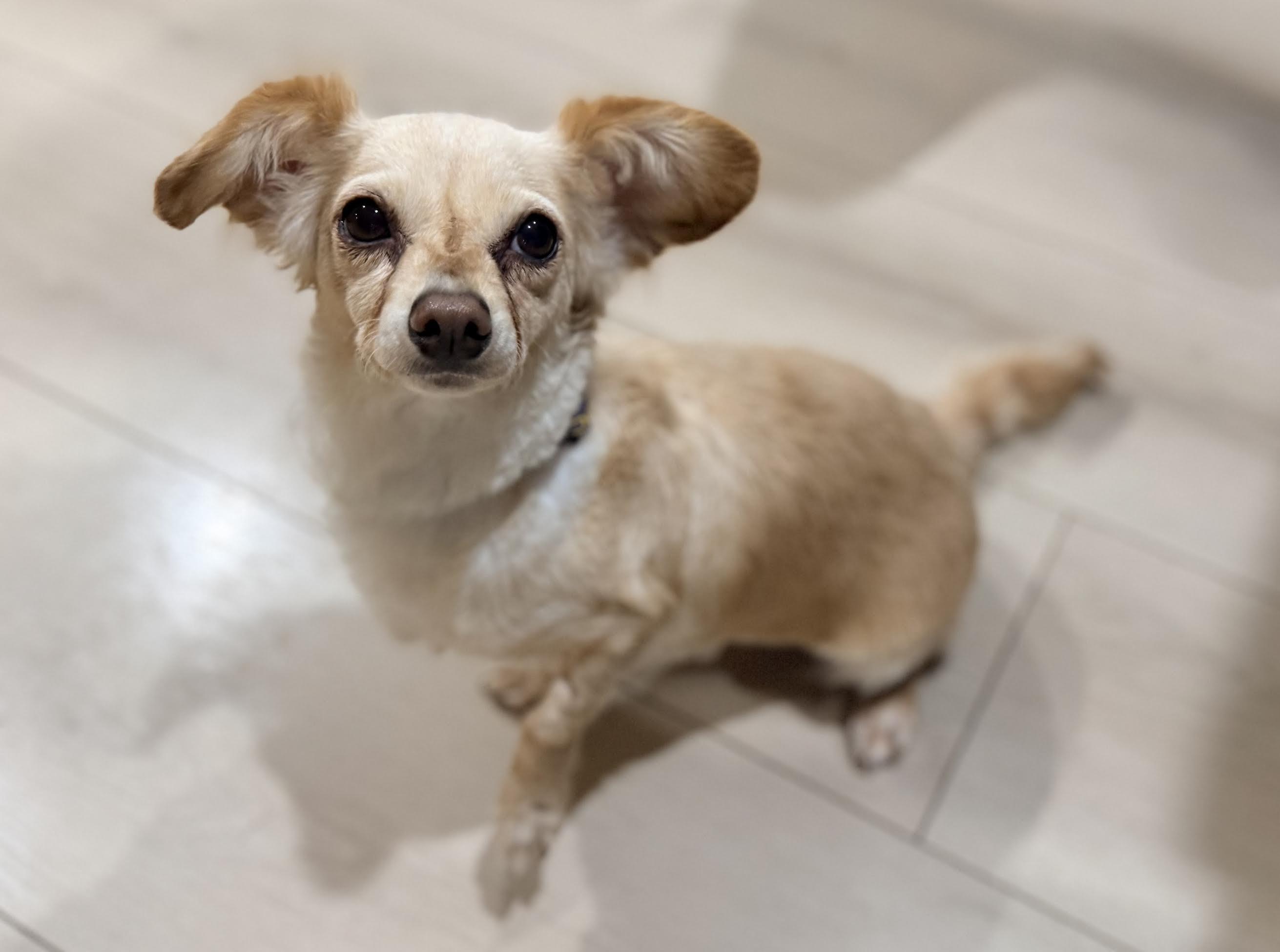 Cleo, a Adoptable mixed breed in Las Vegas, NV image 3/4