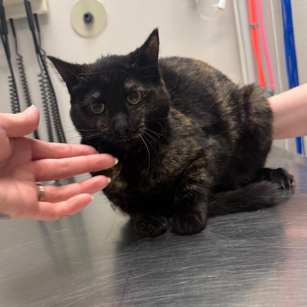 Peppie, Adoptable, Young Female Domestic Short Hair.