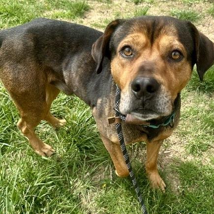 Sully, Adoptable, Adult Male Shepherd & Mixed Breed.