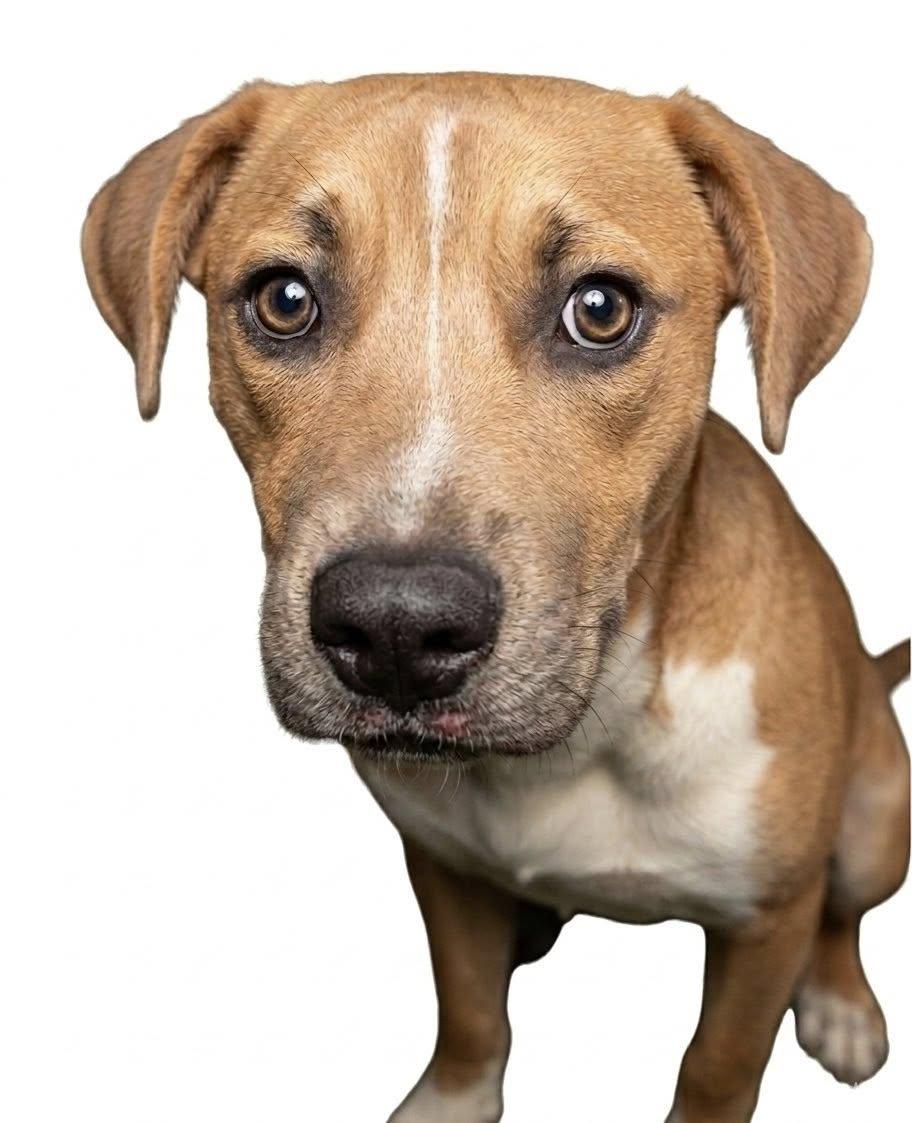Diesel, a ADOPTABLE Mixed Breed in Ossining, NY image 2/2