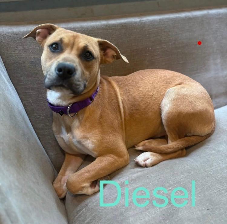 Diesel, a ADOPTABLE Mixed Breed in Ossining, NY image 1/2