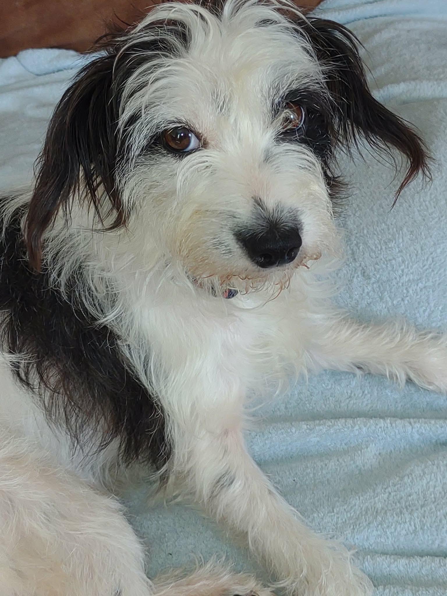Vivienne, Adoptable, Young Female Parson Russell Terrier.
