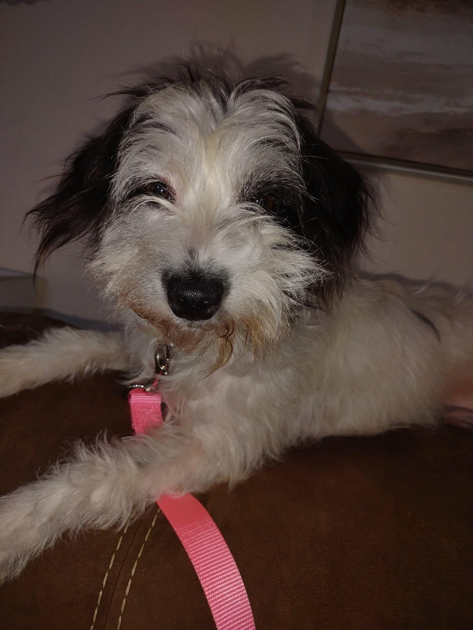 Enlarge Vivienne, a Adoptable mixed breed in Toledo, OH image 3/4