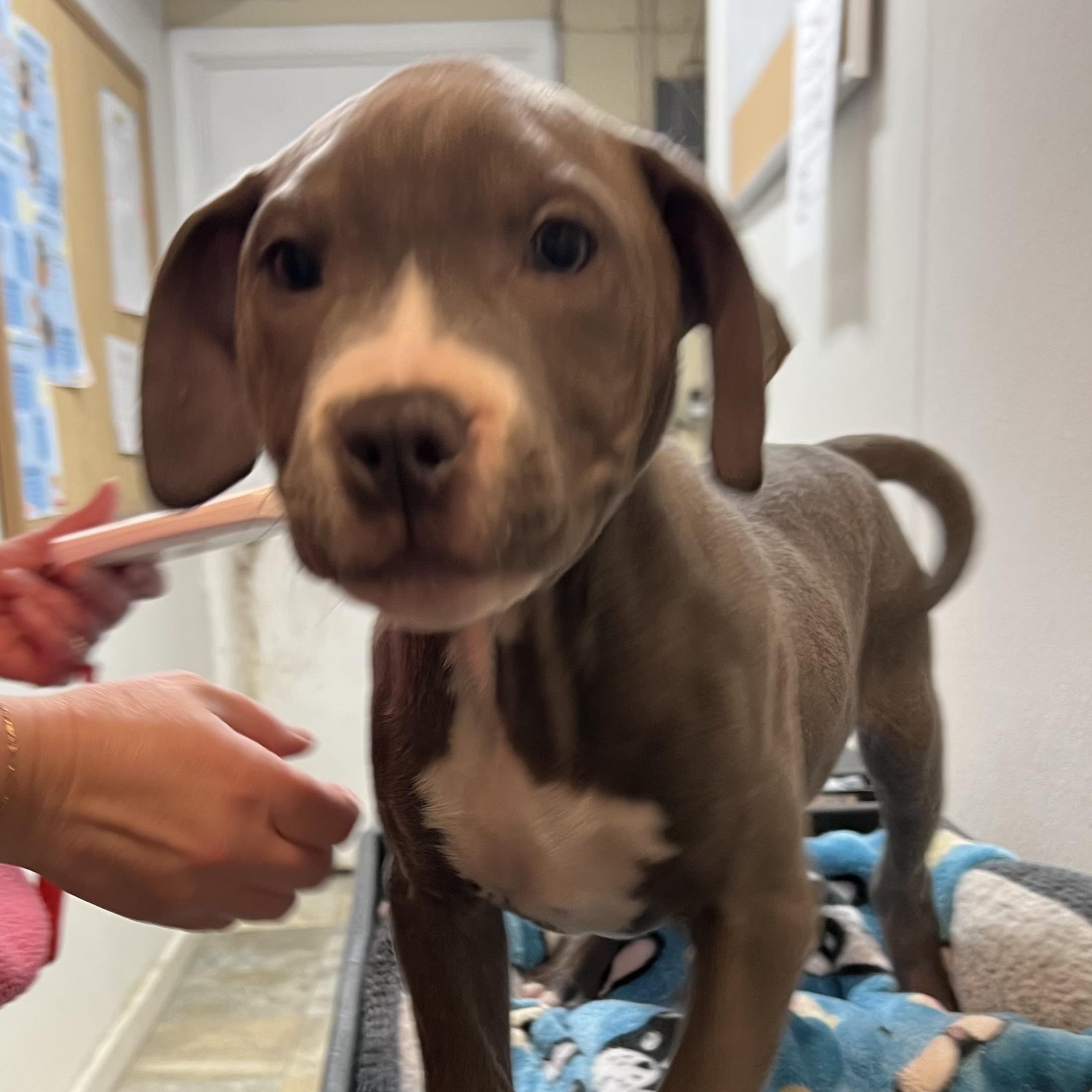 Enlarge Jamie, an adopted mixed breed in Spencer, IA image 1/1