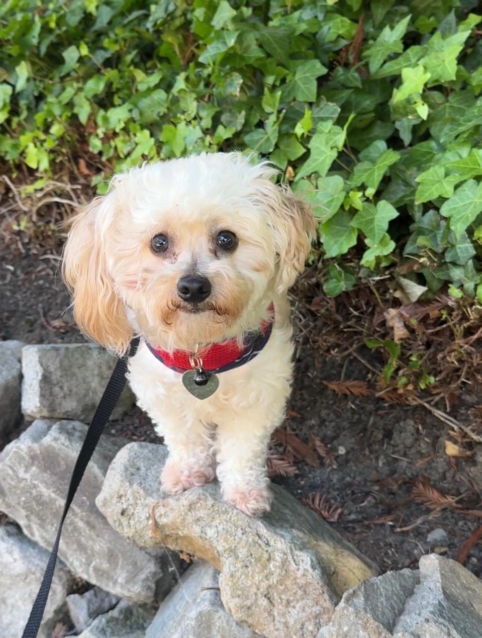 Muneca, a Adoptable mixed breed in Danville, CA image 1/2